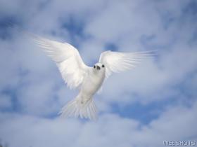bird